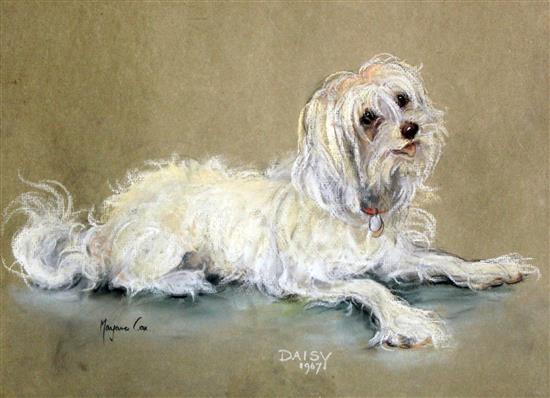 Marjorie Cox (20th C.) Portrait of a white terrier Daisy, 12 x 16in.